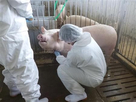 流行性下痢で豚肉卸値が急上昇 店頭価格に影響ほか今日の #スクラップ #2014 #5/6